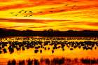 USA- New Mexico- Bosque Del Apache National Wildlife Refuge. Snow geese in water at sunrise. Art Print